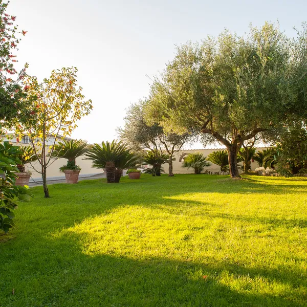 Il giardino esterno con ulivi, al tramonto