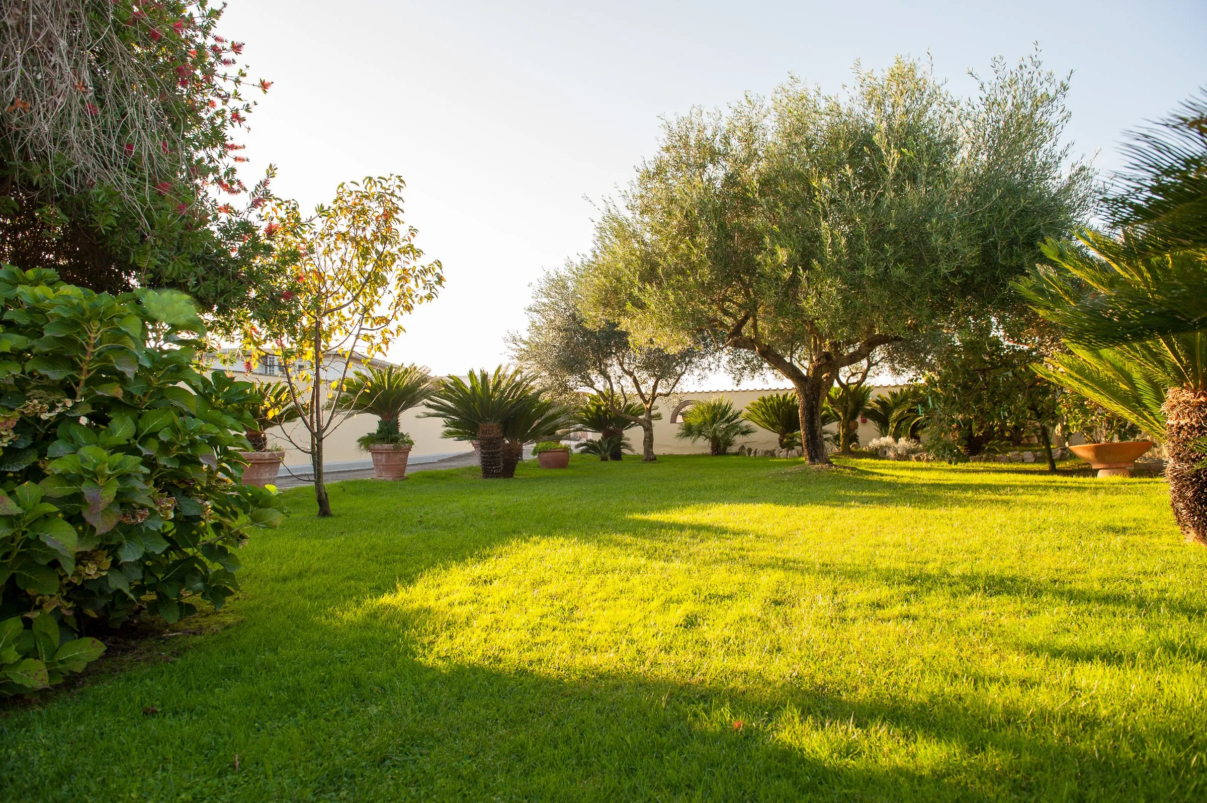 Il giardino esterno con ulivi, al tramonto